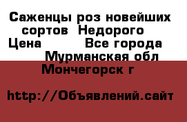 Саженцы роз новейших сортов. Недорого. › Цена ­ 350 - Все города  »    . Мурманская обл.,Мончегорск г.